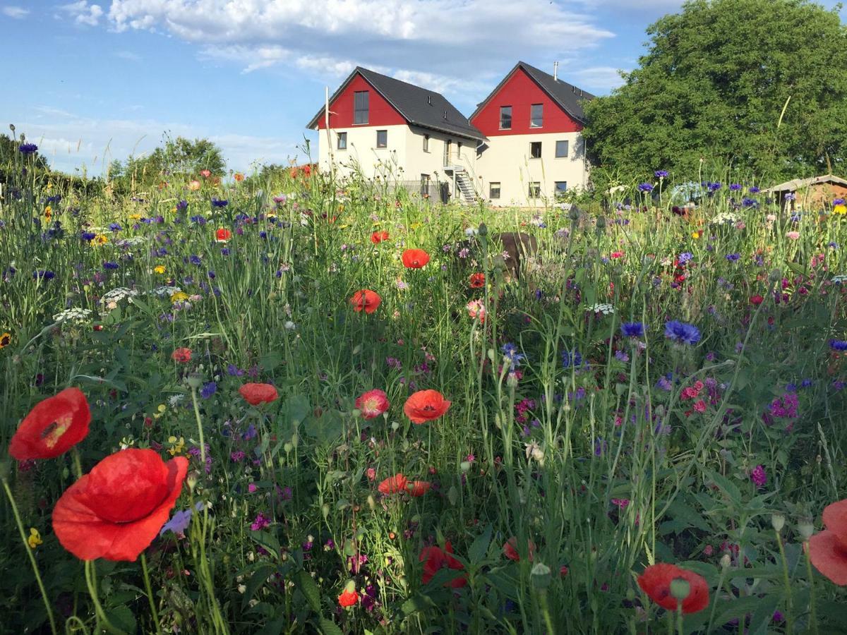 Ferienwohnung Bienenhaeusle In Gruenkraut / Ravensburg Grunkraut エクステリア 写真